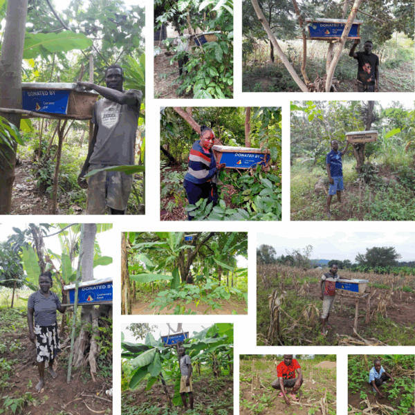 Bees and Trees partners with Centenary Bank to support youth in land restoration.
